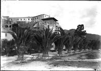 Il viale delle palme nel 1905