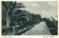 Il Viale delle palme nel 1930